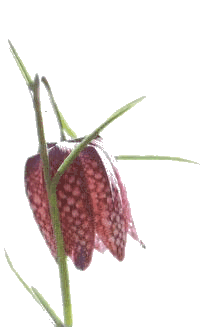 La Fritillaire Pintade